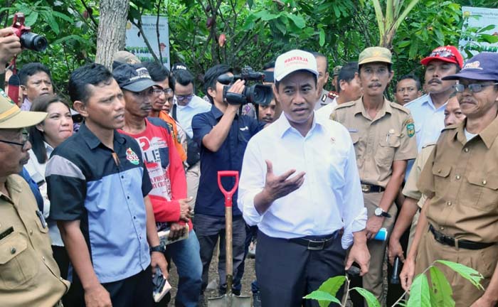 Rp2,4 Triliun, Bantuan 30 Juta Batang Bibit Kakao dan Tanaman Rempah